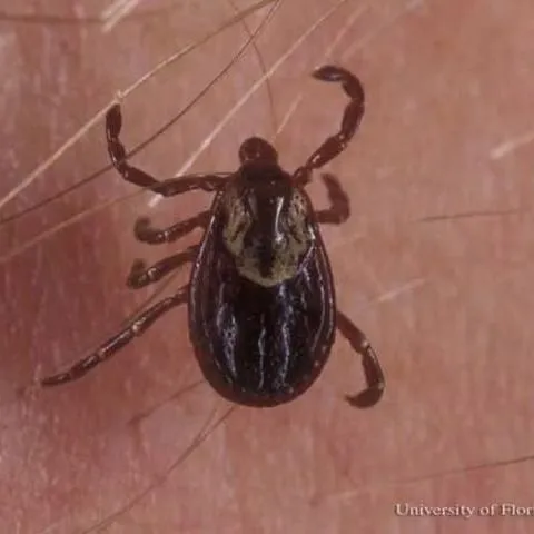 thumbnail for publication: American Dog Tick, Dermacentor variabilis (Say) (Arachnida: Ixodida: Ixodidae)